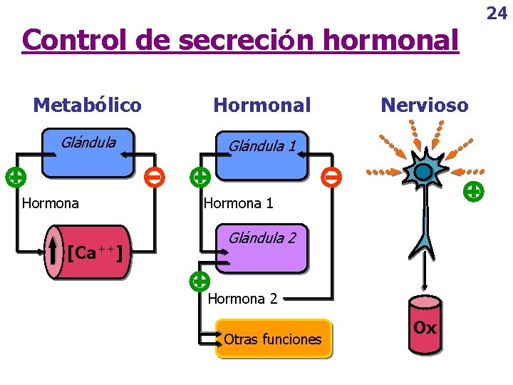 Control de secreción hormonal Metabólico Hormonal Glándula 1 Hormona [Ca++] Nervioso Hormona 1 Glándula