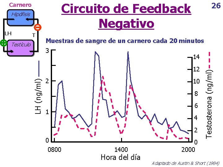 Circuito de Feedback Negativo Carnero Hipófisis T Testículo Muestras de sangre de un carnero