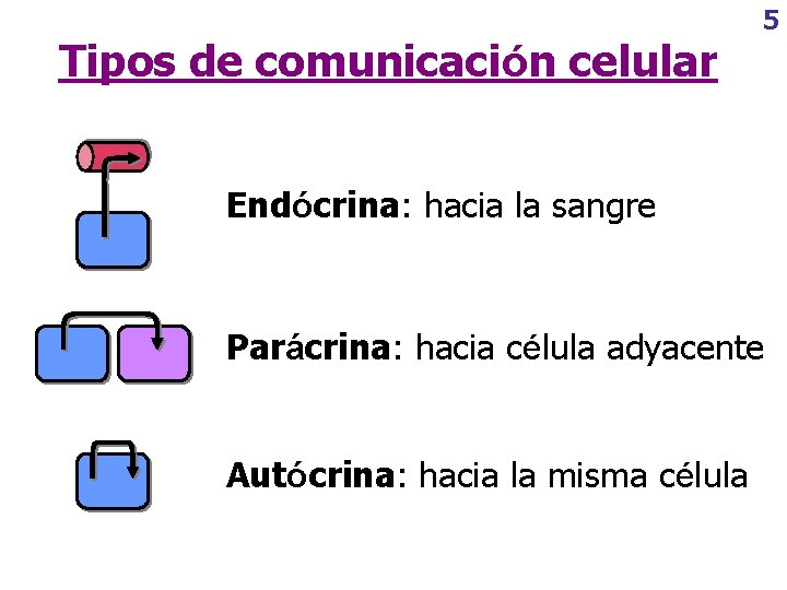 Tipos de comunicación celular 5 Endócrina: hacia la sangre Parácrina: hacia célula adyacente Autócrina: