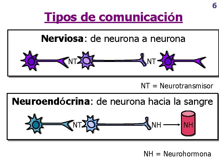 6 Tipos de comunicación Nerviosa: de neurona a neurona NT NT NT = Neurotransmisor