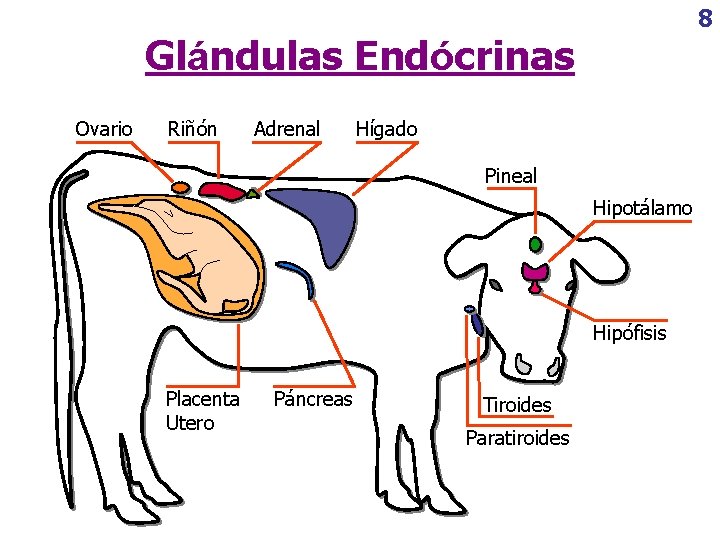 8 Glándulas Endócrinas Ovario Riñón Adrenal Hígado Pineal Hipotálamo Hipófisis Placenta Utero Páncreas Tiroides