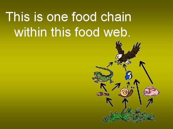 This is one food chain within this food web. 