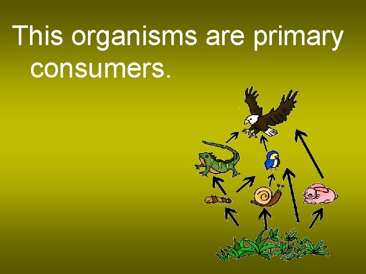 This organisms are primary consumers. 