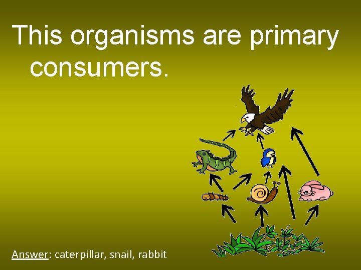 This organisms are primary consumers. Answer: caterpillar, snail, rabbit 