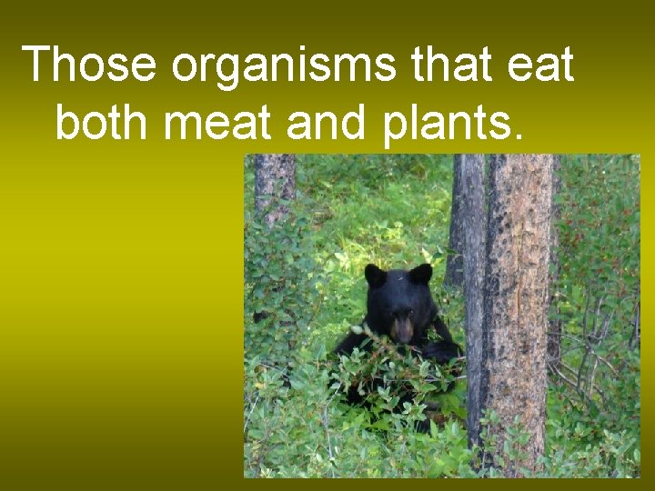 Those organisms that eat both meat and plants. 