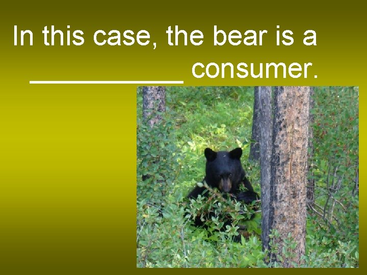 In this case, the bear is a _____ consumer. 