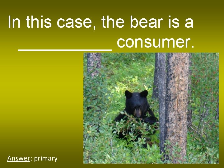 In this case, the bear is a _____ consumer. Answer: primary 