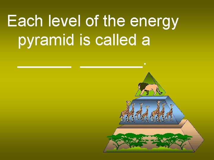 Each level of the energy pyramid is called a _______. 