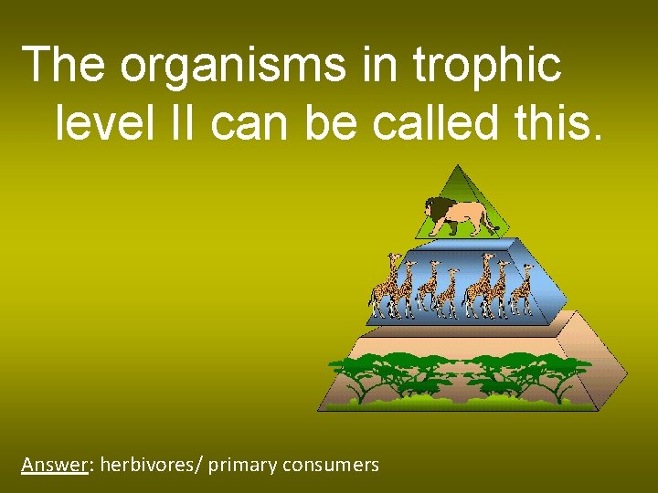 The organisms in trophic level II can be called this. Answer: herbivores/ primary consumers