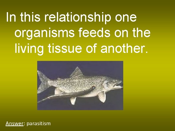 In this relationship one organisms feeds on the living tissue of another. Answer: parasitism