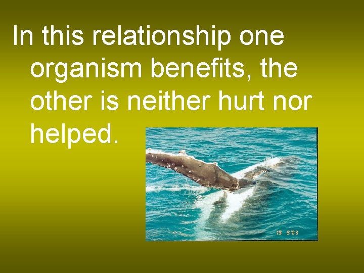 In this relationship one organism benefits, the other is neither hurt nor helped. 