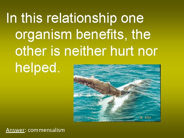 In this relationship one organism benefits, the other is neither hurt nor helped. Answer: