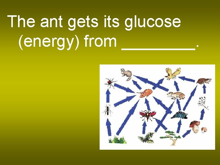 The ant gets its glucose (energy) from ____. 