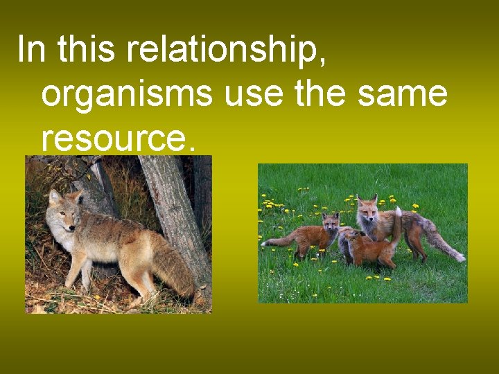 In this relationship, organisms use the same resource. 