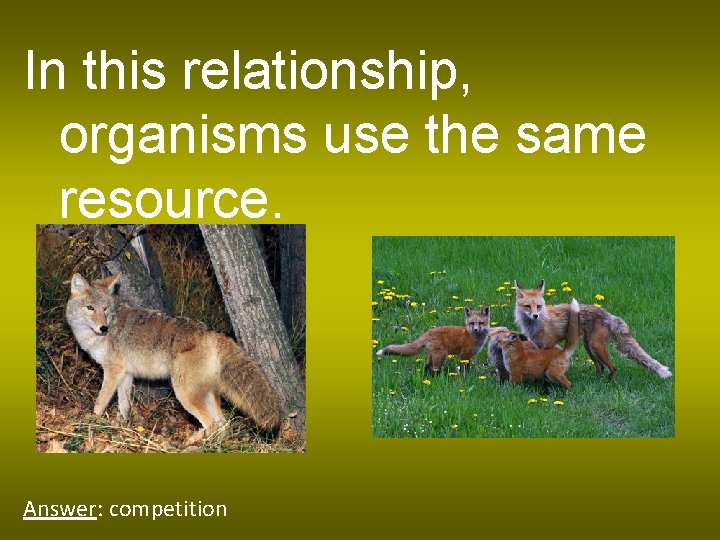 In this relationship, organisms use the same resource. Answer: competition 