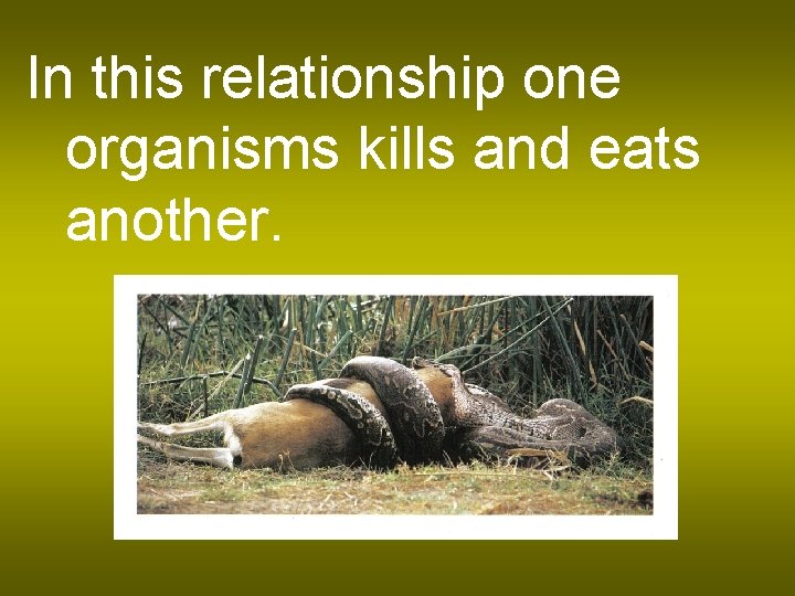 In this relationship one organisms kills and eats another. 