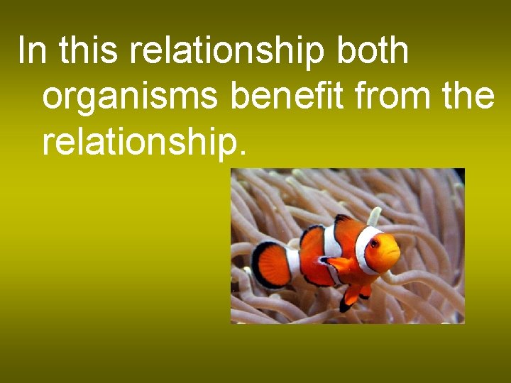 In this relationship both organisms benefit from the relationship. 