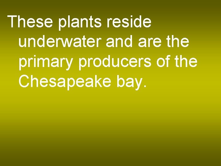 These plants reside underwater and are the primary producers of the Chesapeake bay. 