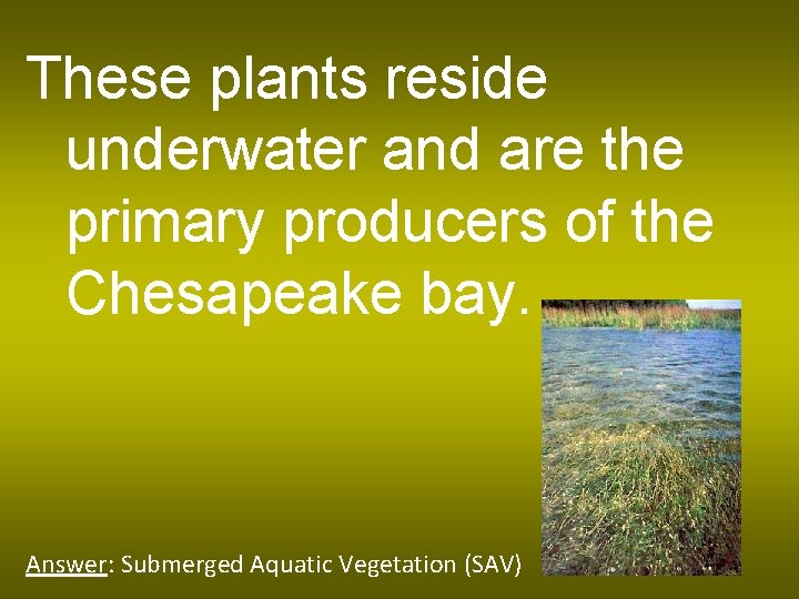 These plants reside underwater and are the primary producers of the Chesapeake bay. Answer: