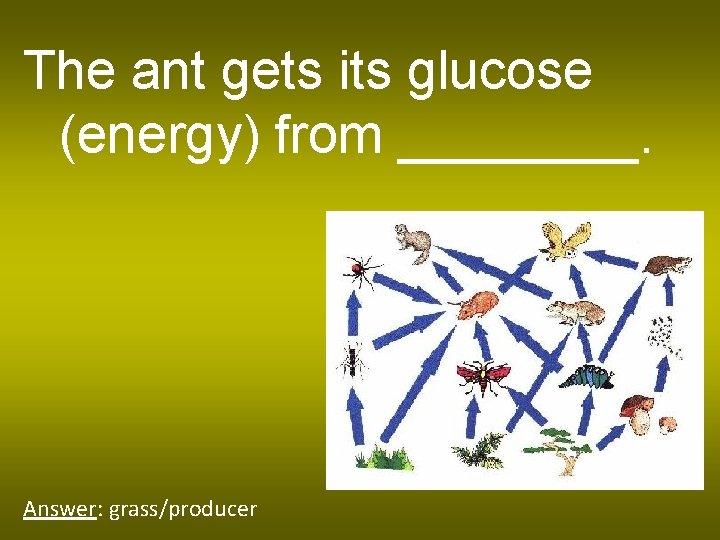 The ant gets its glucose (energy) from ____. Answer: grass/producer 