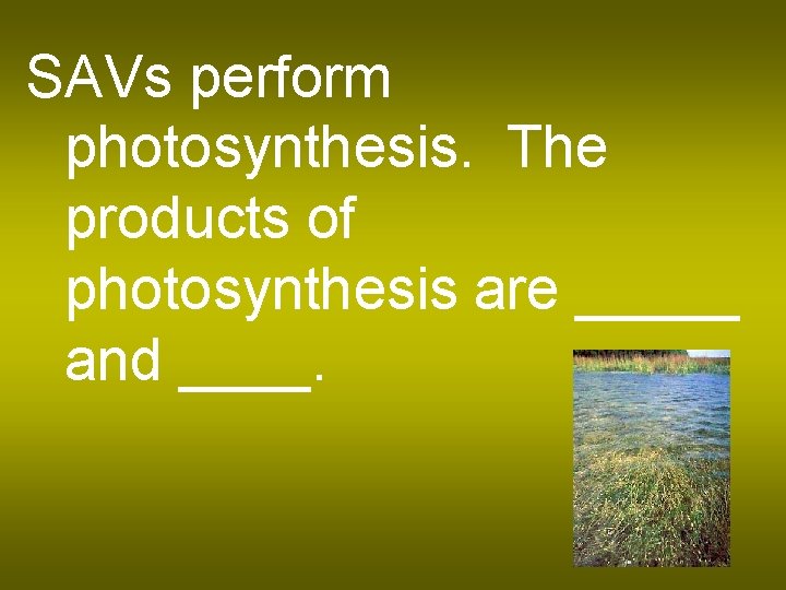 SAVs perform photosynthesis. The products of photosynthesis are _____ and ____. 