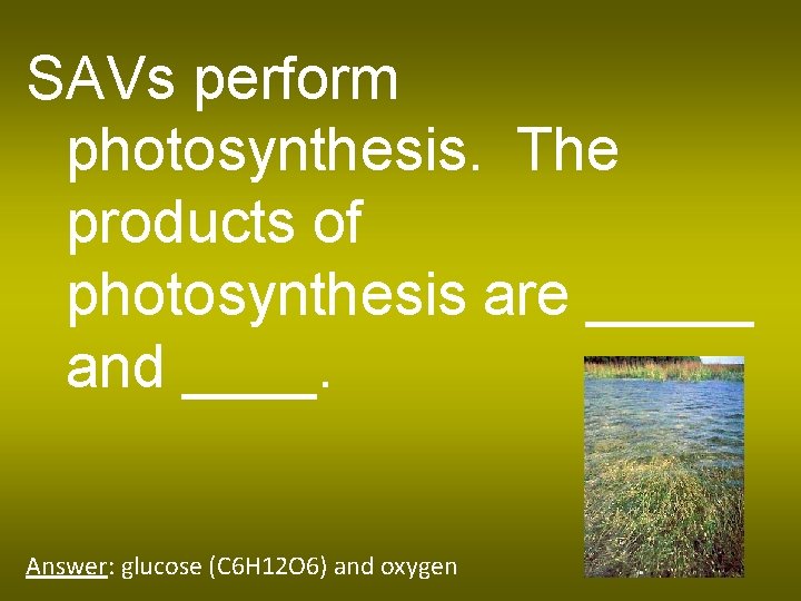 SAVs perform photosynthesis. The products of photosynthesis are _____ and ____. Answer: glucose (C