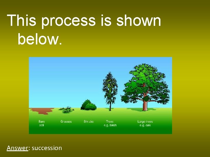 This process is shown below. Answer: succession 