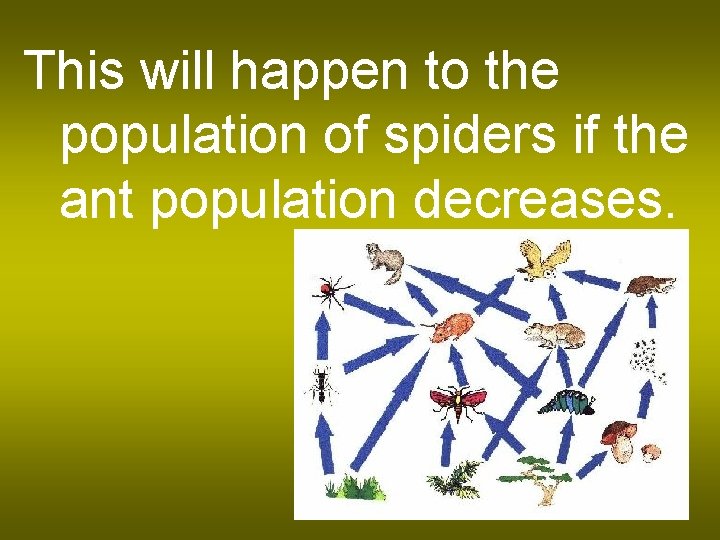 This will happen to the population of spiders if the ant population decreases. 