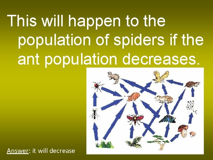 This will happen to the population of spiders if the ant population decreases. Answer: