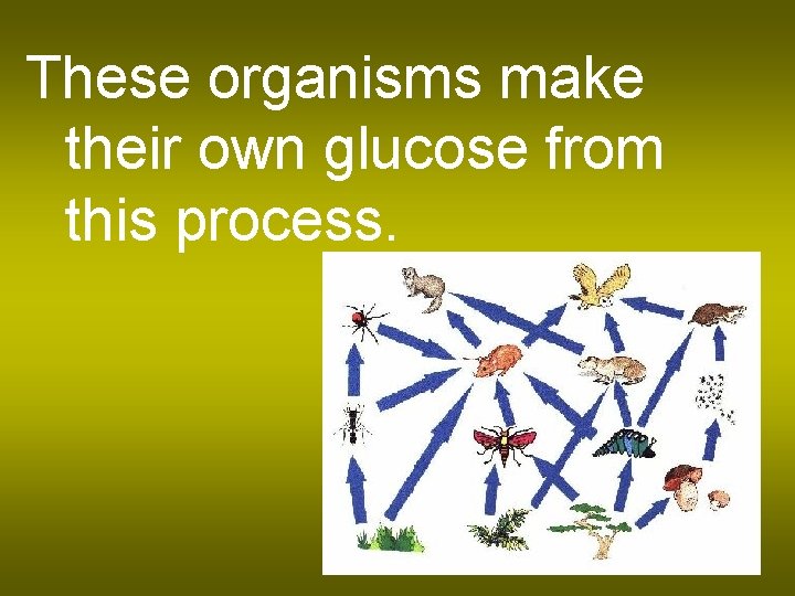 These organisms make their own glucose from this process. 