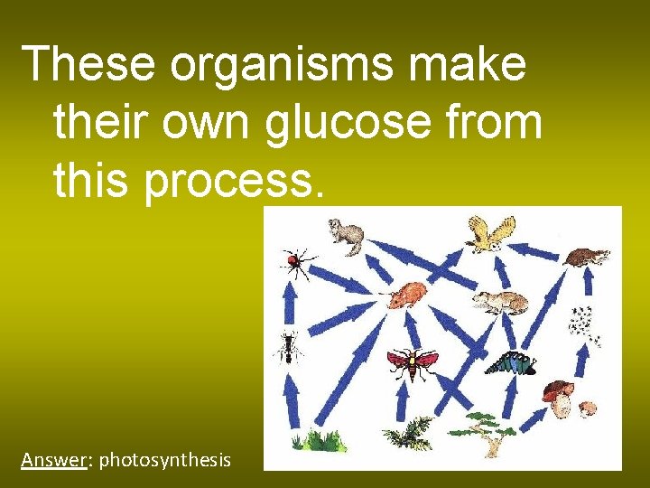 These organisms make their own glucose from this process. Answer: photosynthesis 