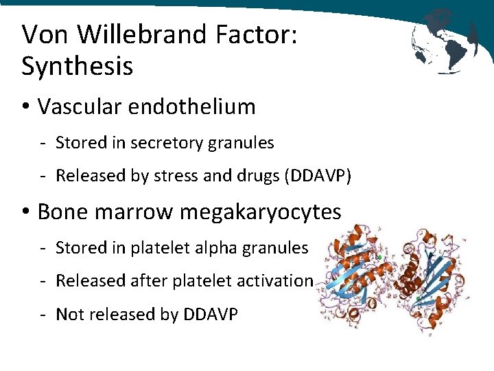 Von Willebrand Factor: Synthesis • Vascular endothelium - Stored in secretory granules - Released