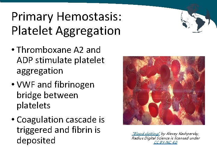 Primary Hemostasis: Platelet Aggregation • Thromboxane A 2 and ADP stimulate platelet aggregation •