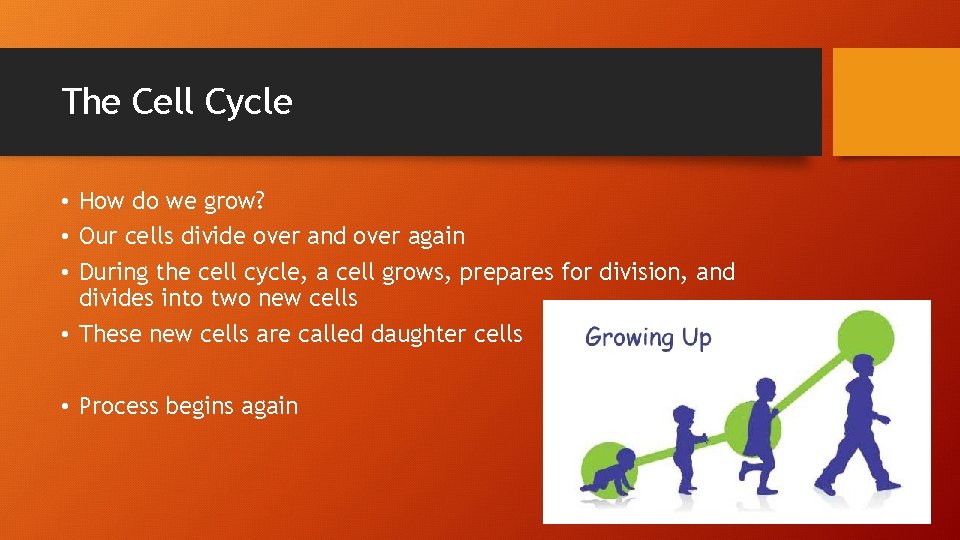 The Cell Cycle • How do we grow? • Our cells divide over and