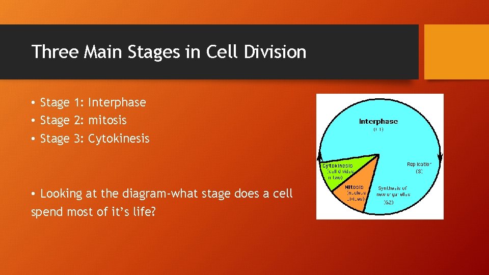 Three Main Stages in Cell Division • Stage 1: Interphase • Stage 2: mitosis