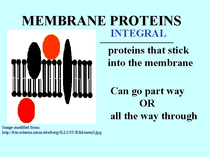 MEMBRANE PROTEINS INTEGRAL _______ proteins that stick into the membrane Can go part way