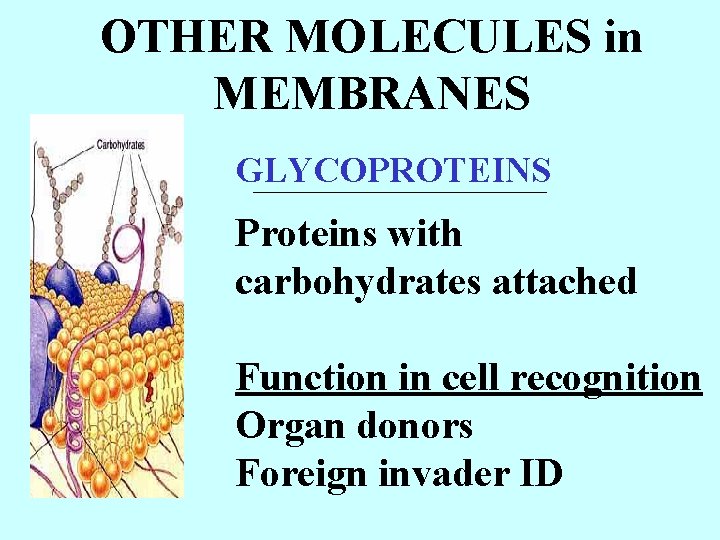 OTHER MOLECULES in MEMBRANES GLYCOPROTEINS ___________ Proteins with carbohydrates attached Function in cell recognition