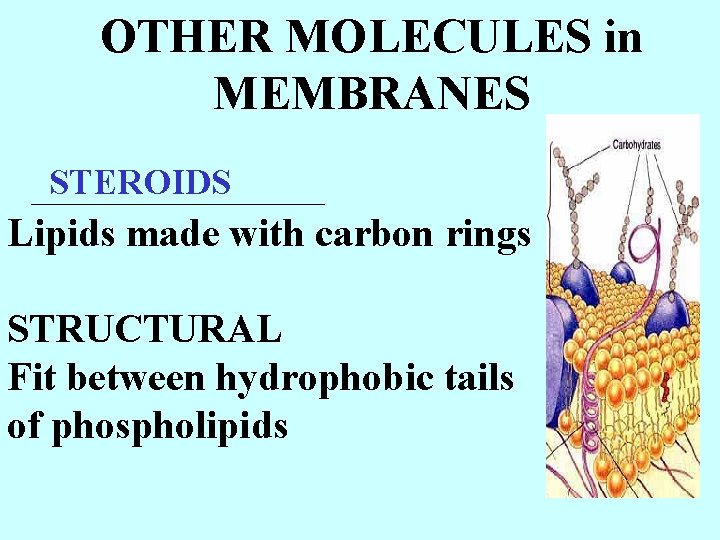 OTHER MOLECULES in MEMBRANES STEROIDS ___________ Lipids made with carbon rings STRUCTURAL Fit between