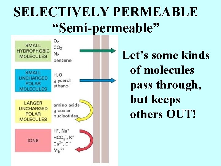 SELECTIVELY PERMEABLE “Semi-permeable” Let’s some kinds of molecules pass through, but keeps others OUT!