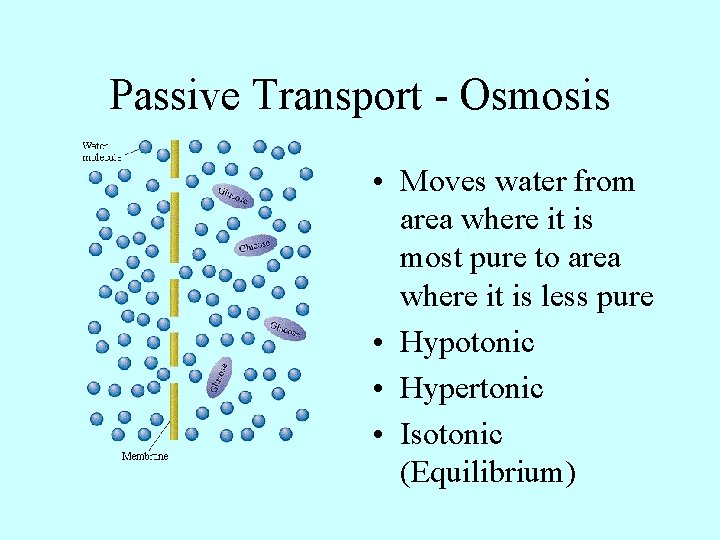 Passive Transport - Osmosis • Moves water from area where it is most pure