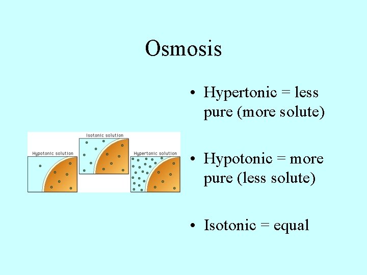 Osmosis • Hypertonic = less pure (more solute) • Hypotonic = more pure (less