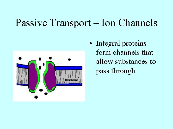 Passive Transport – Ion Channels • Integral proteins form channels that allow substances to