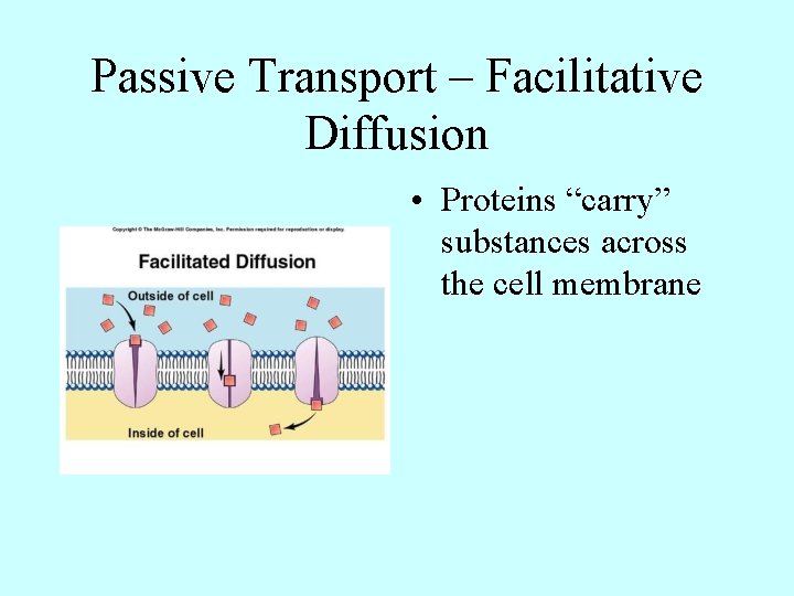 Passive Transport – Facilitative Diffusion • Proteins “carry” substances across the cell membrane 