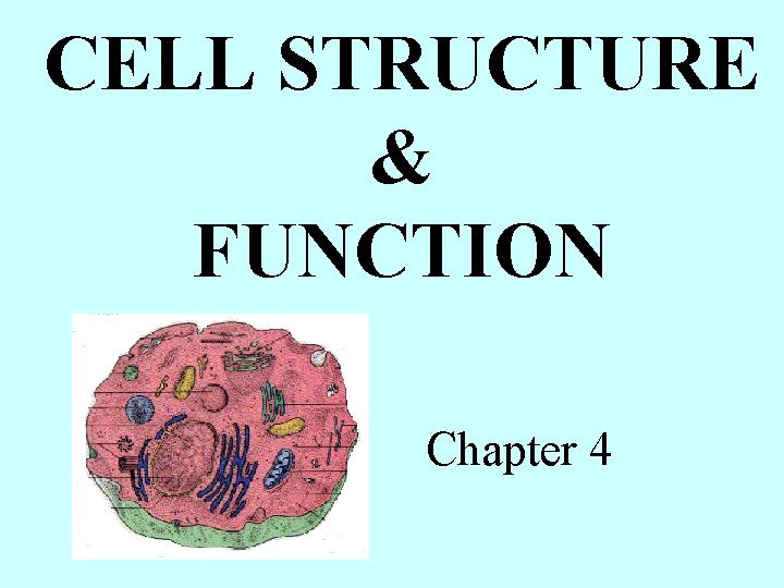 CELL STRUCTURE & FUNCTION Chapter 4 