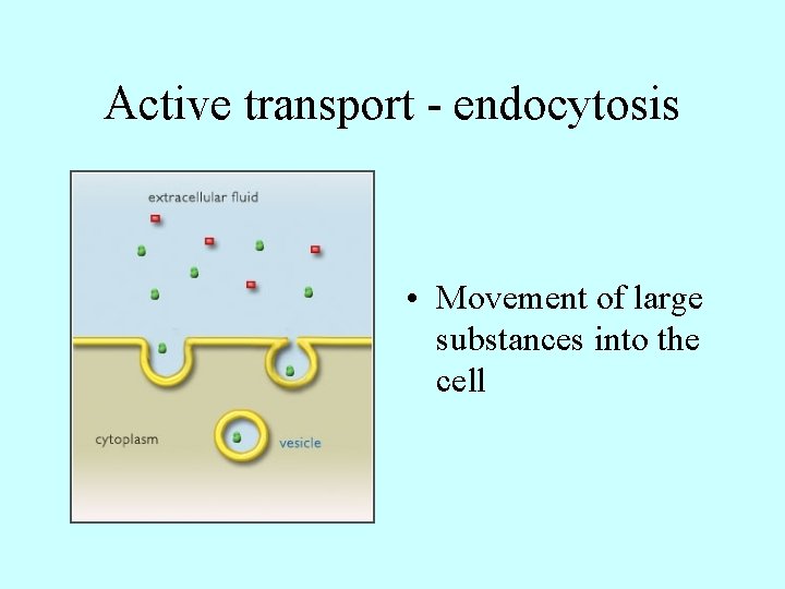 Active transport - endocytosis • Movement of large substances into the cell 