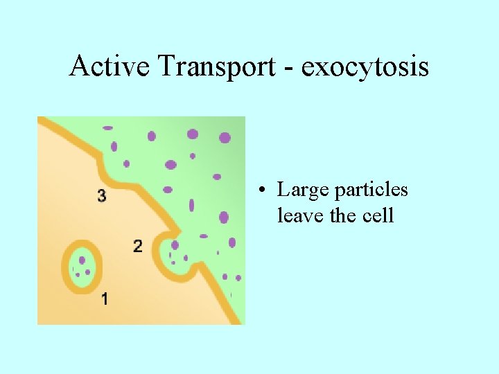 Active Transport - exocytosis • Large particles leave the cell 