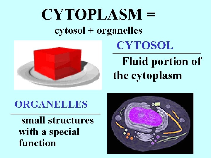 CYTOPLASM = cytosol + organelles CYTOSOL ________ Fluid portion of the cytoplasm ORGANELLES _________