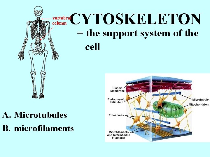 CYTOSKELETON = the support system of the cell A. Microtubules B. microfilaments 