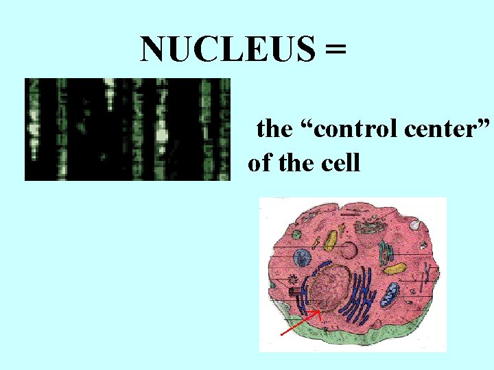 NUCLEUS = the “control center” of the cell 