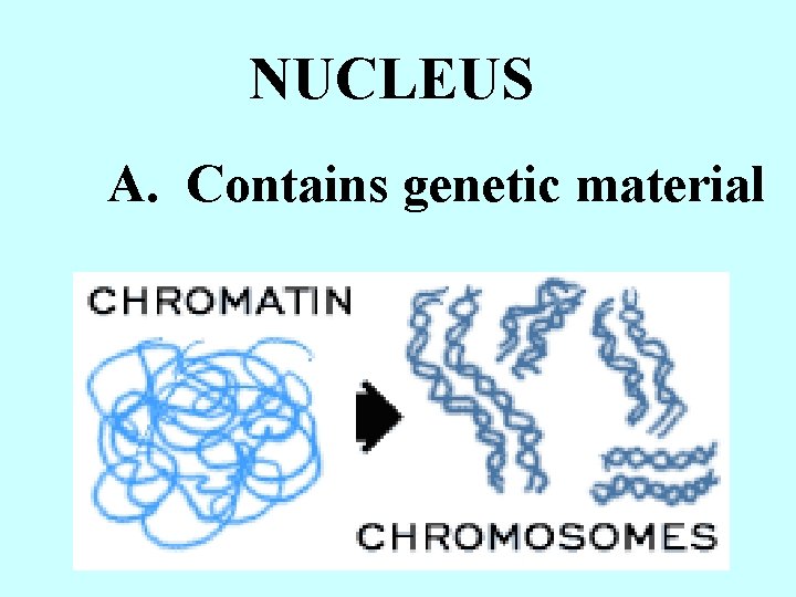 NUCLEUS A. Contains genetic material 